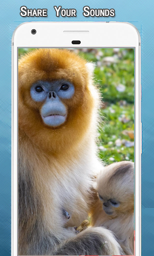 Monkey Sounds Ringtone Screen 2