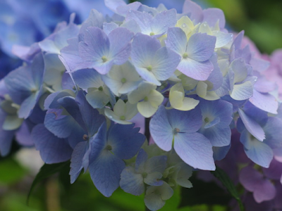 【ベストコレクション】 紫陽花 壁紙 pc 831218-紫陽花 壁紙 pc