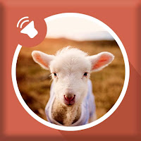 Sheep sounds