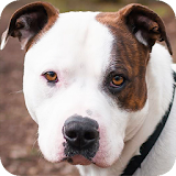 Pit Bull Background icon