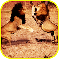 Pk African Lions Fight