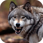 Cover Image of 下载 Wolf Wallpaper HD : backgrounds & themes 11.3 APK