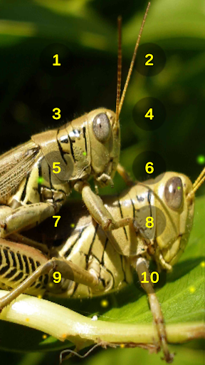 Grasshopper And Cricket Sounds Screen 2