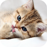 CAT Wallpapers v3 icon