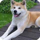 Akita Dog Wallpaper icon
