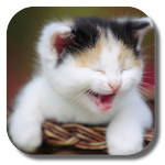 Cover Image of Download Funny Cat Live Wallpaper  APK