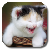 Funny Cat Live Wallpaper icon