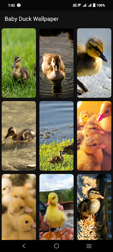 Baby Duck Wallpaper Screen 3