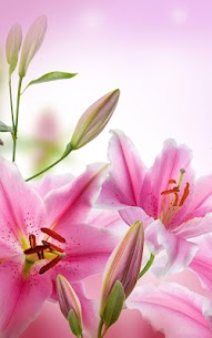 Pink Flowers Live Wallpaper For PC installation