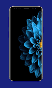 Blue Flowers Wallpapers