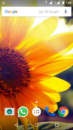 Sunflower Wallpaper HD - Apps on Google Play