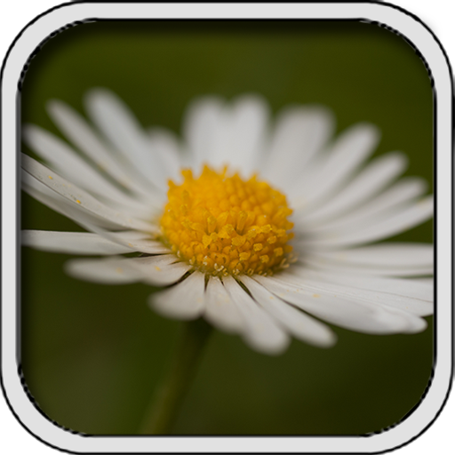 Flowers - Changing Wallpaper 1.2 Icon