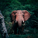 خلفيات الفيل الإفريقي المميزة - Androidアプリ