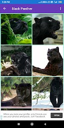 Black Panther, Lion, Tiger, White Lion Wallpapers