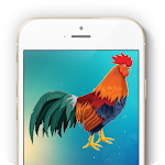 Cover Image of Download Ringtones of the Rooster  APK