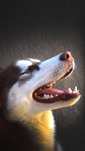 Android application nice dog wallpaper screenshort
