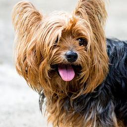 Icon image Yorkshire Terrier live wallpap