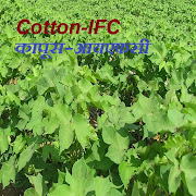 Cotton-IFC