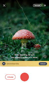 Picture Mushroom – Mushroom ID 1