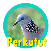 Suara Burung Perkutut Juara