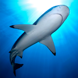 Shark Aquarium HD icon