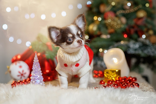 Chihuahua Dog Wallpapers 5