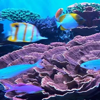 Ocean Fish Live Wallpaper