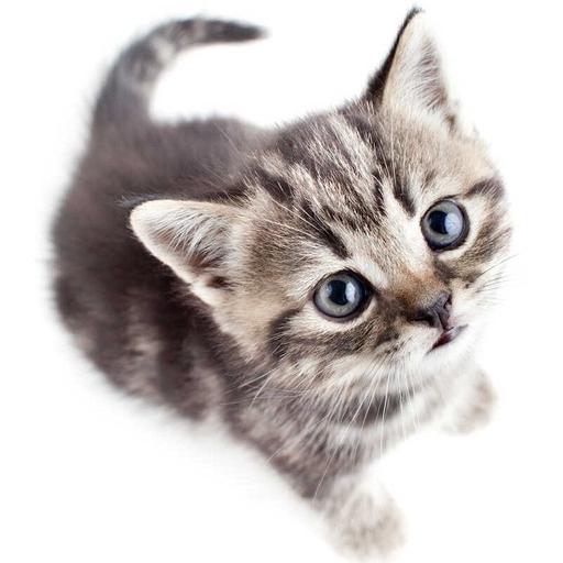Save The Kitten logo