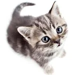 Cover Image of Baixar Save The Kitten  APK