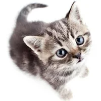 Save The Kitten