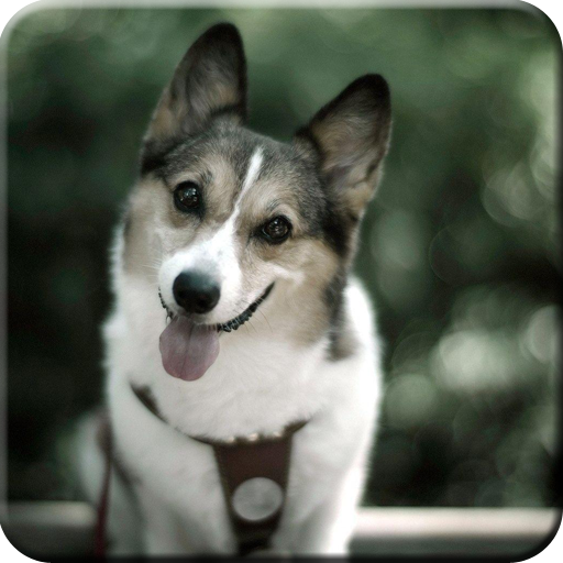 Dog -Wallpapers logo