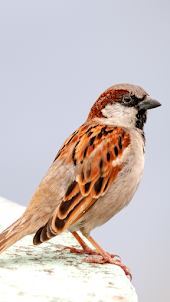 Sparrow Wallpaper