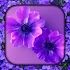 Lilac Live Wallpaper