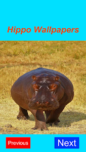 Hippopotamus 4K Wallpaper Sim