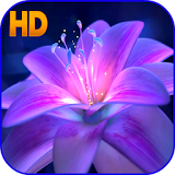 Flower HD Wallpaper icon