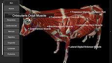 3D Bovine Anatomyのおすすめ画像2