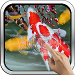 Interactive Koi Fish 3D Apk