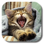 Cover Image of Download Pussycat Live Wallpaper 1.8.0 APK