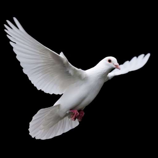 dove sounds logo