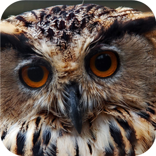 Owl. Birds Wallpapers  Icon
