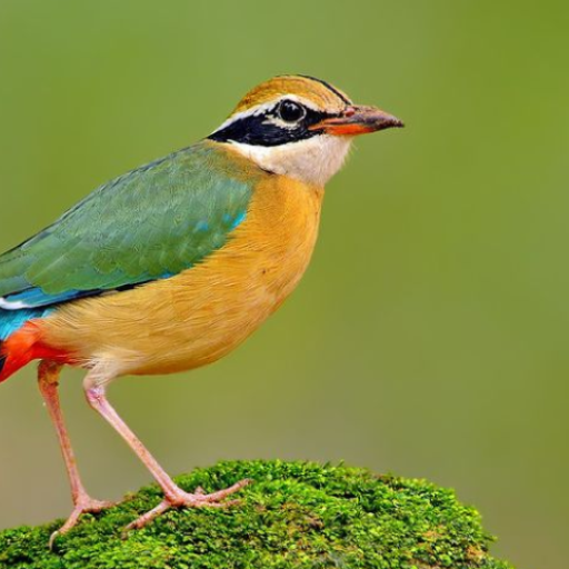 Pitta bird soundboard logo