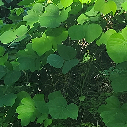 Good News Gospel Praise