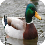 Duck Sounds Button icon