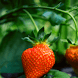 Strawberry wallpaper - Androidアプリ