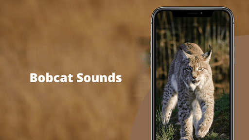 Android application Bobcat Sounds screenshort