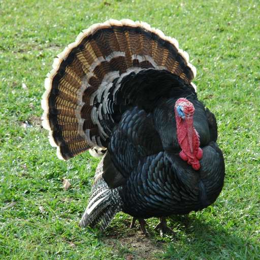 turkey sounds logo
