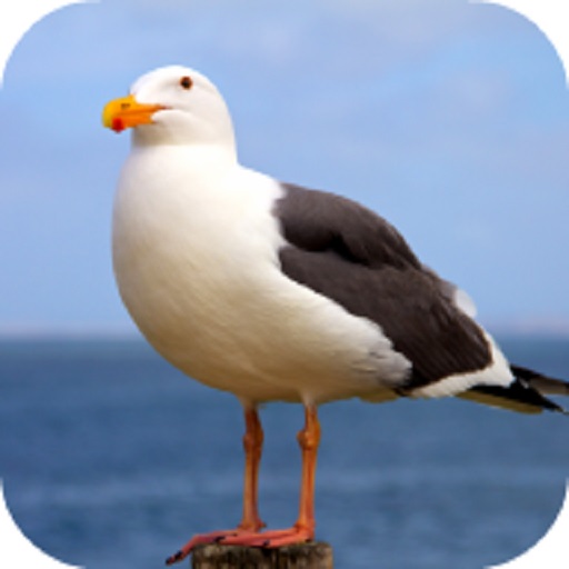 Seagull Sounds logo