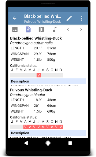 Sibley Birds 2nd Edition