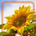 Cover Image of Descargar Sunflowers Wallpaper  APK