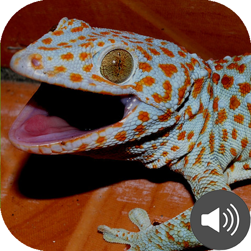 Gecko Sounds logo